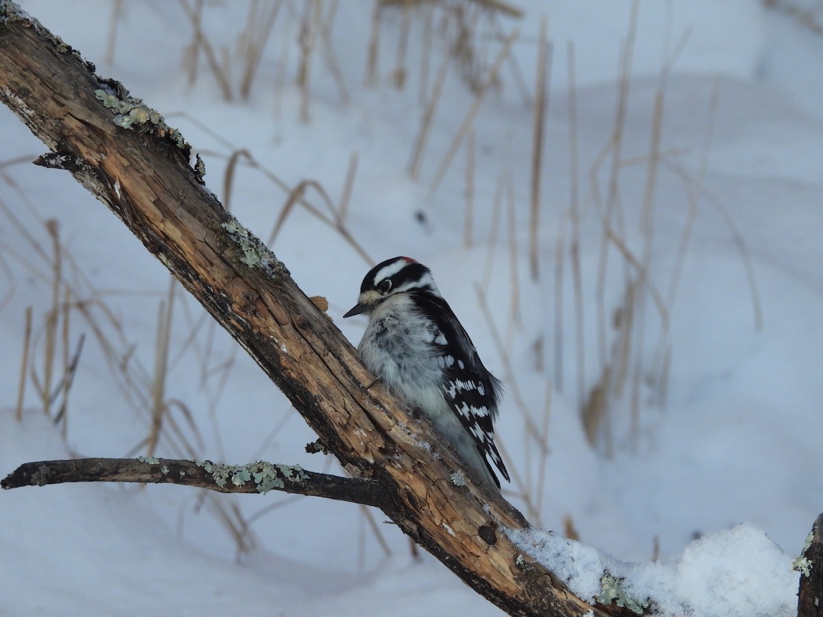 Downy Woodpecker (Eastern) - ML646952438
