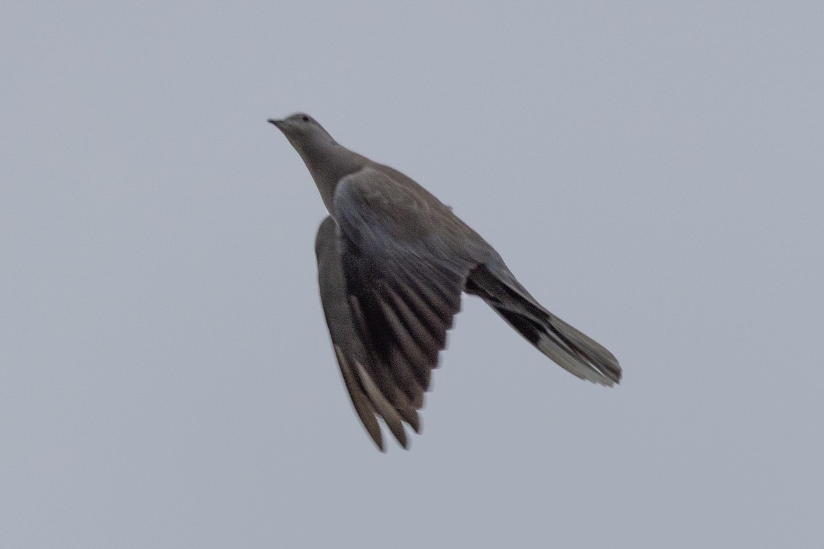 Tourterelle turque - ML646952439