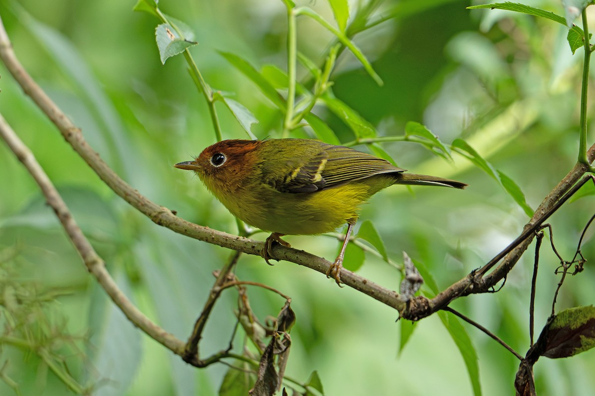 Pouillot à poitrine jaune - ML646952440
