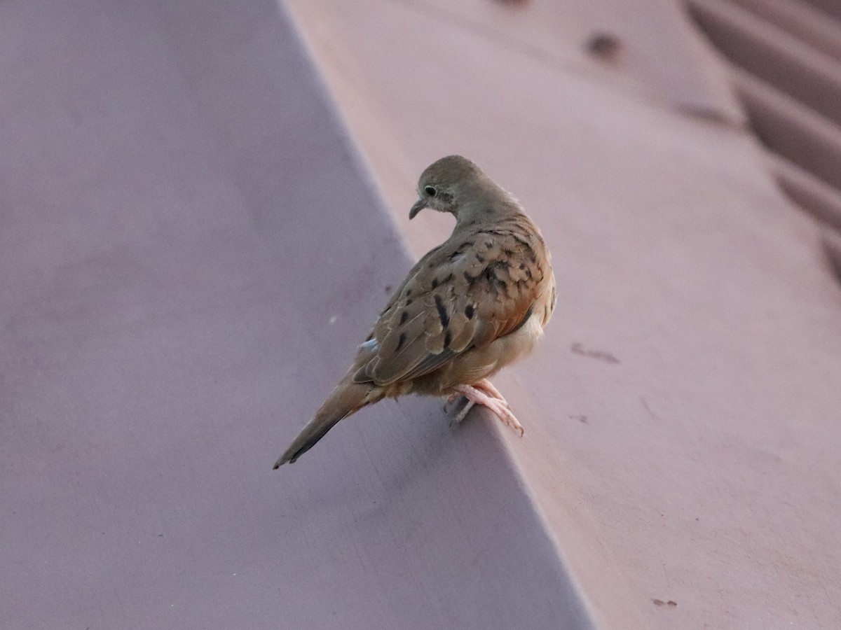 Colombe rousse - ML646952442