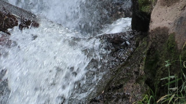 White-capped Dipper - ML646952448