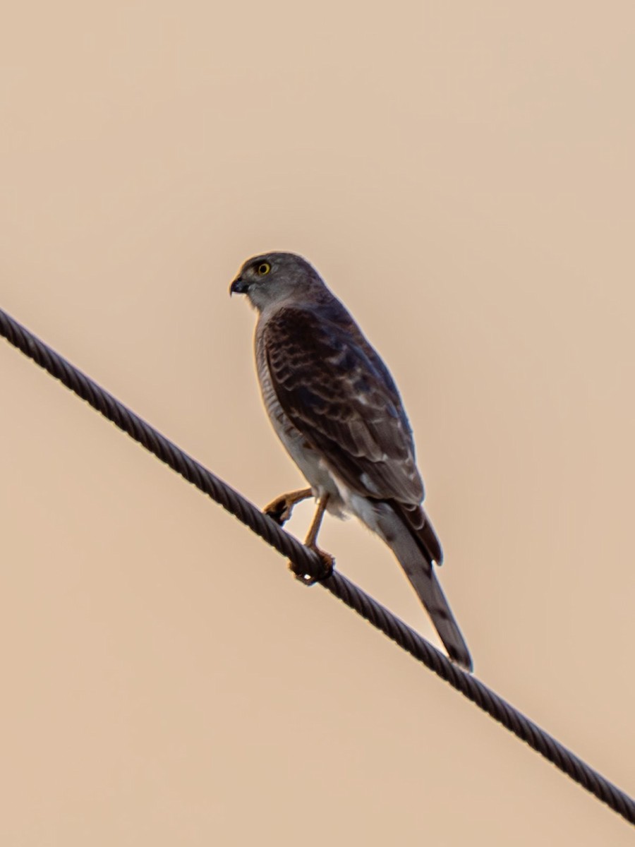 Gavilán Chikra - ML646952449