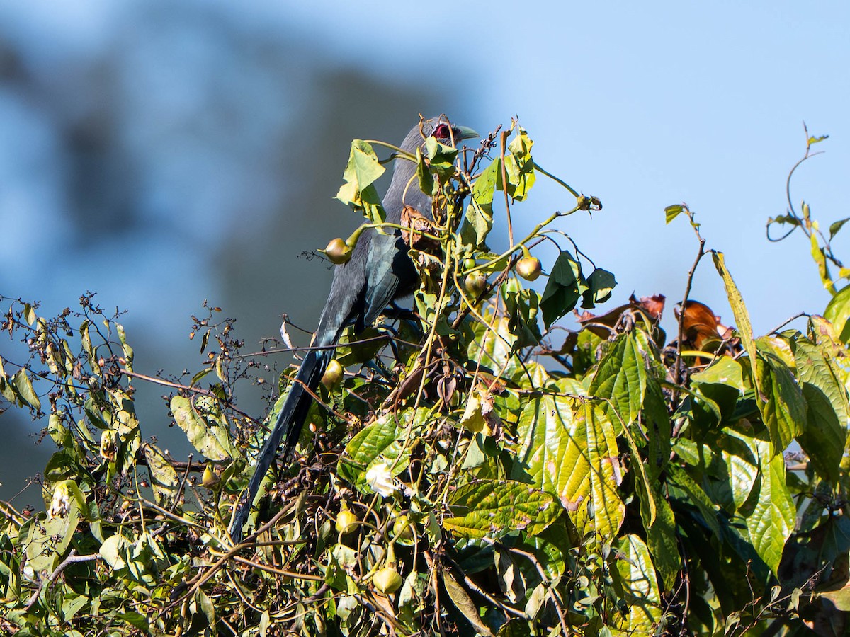 Green-billed Malkoha - ML646952450