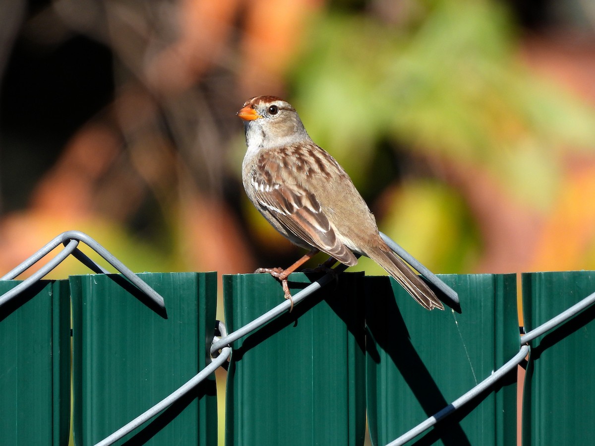 strnadec bělopásý - ML646952451