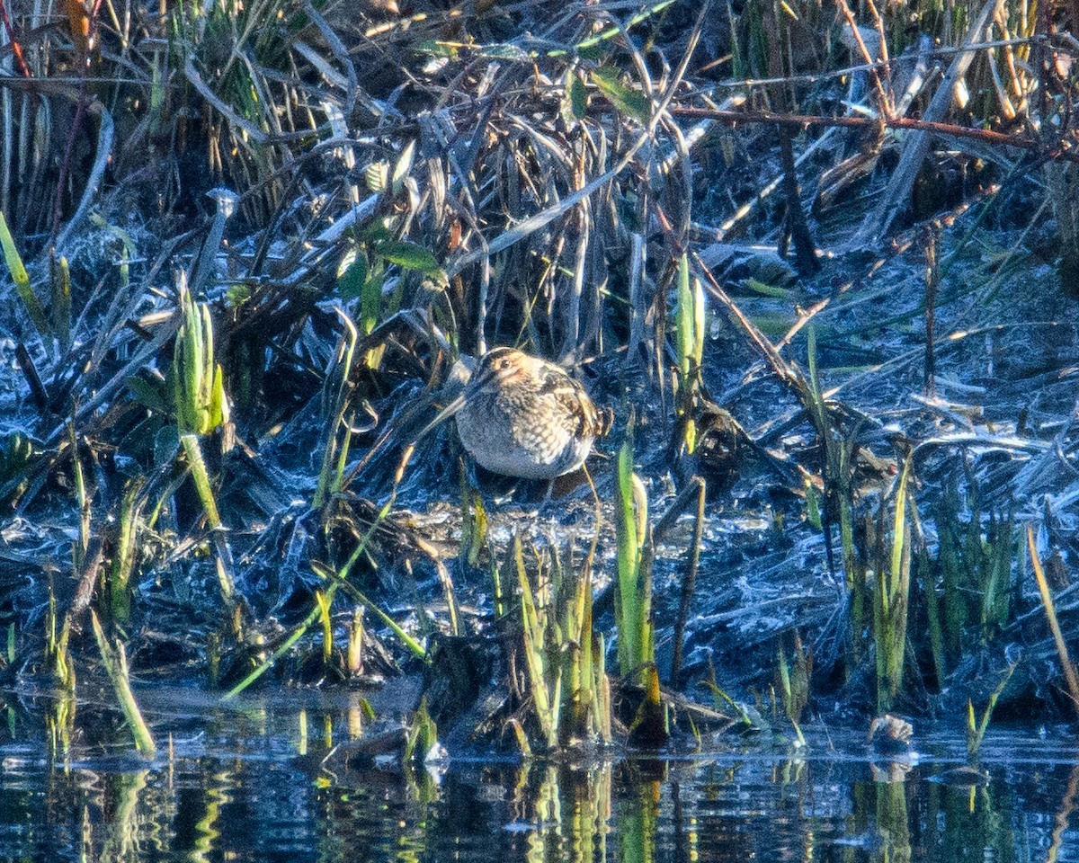 Wilson's Snipe - ML646952453