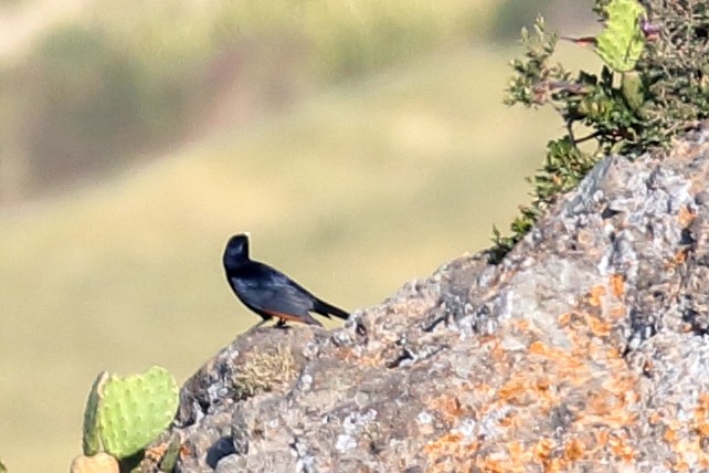 White-billed Starling - ML646952454