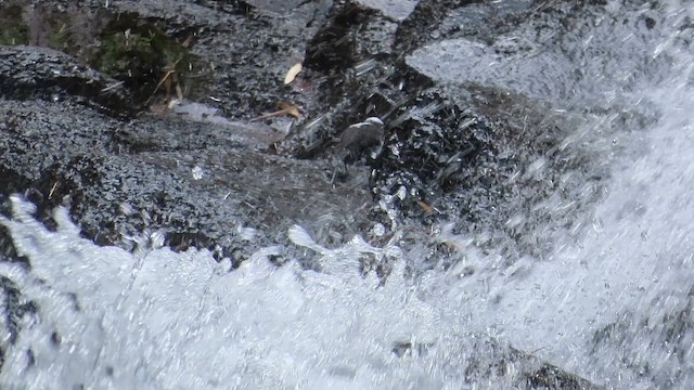 White-capped Dipper - ML646952455