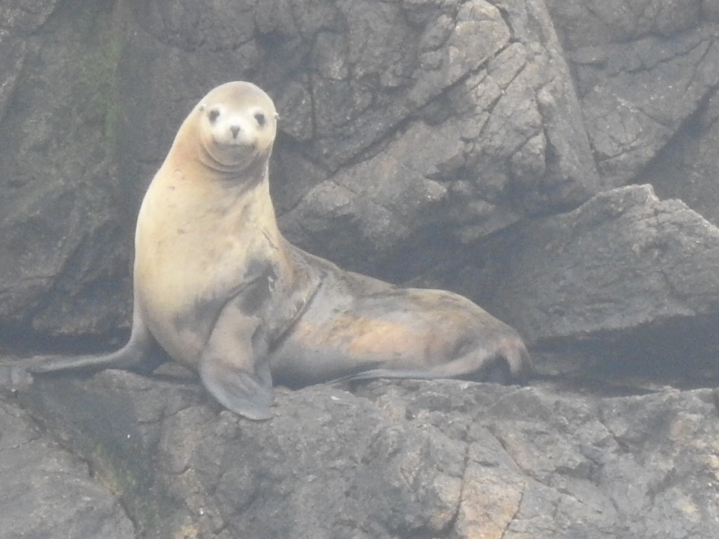 California Sea Lion - ML646952458