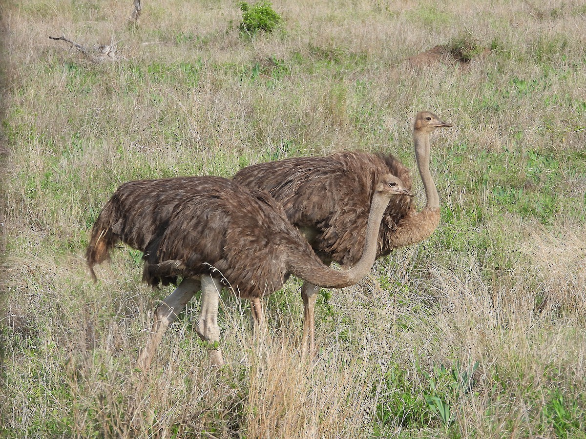 Страус африканський - ML646952460