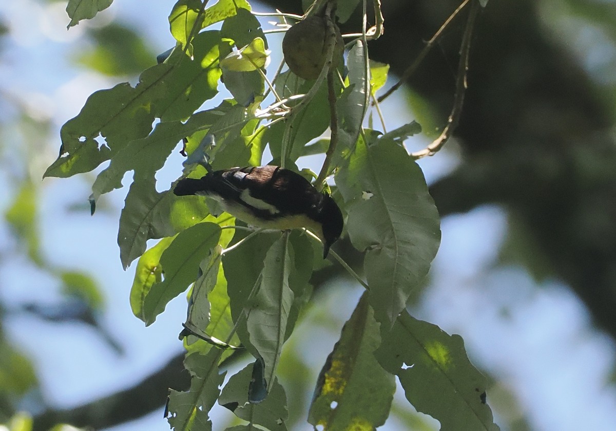 Southern Hyliota - ML646952462