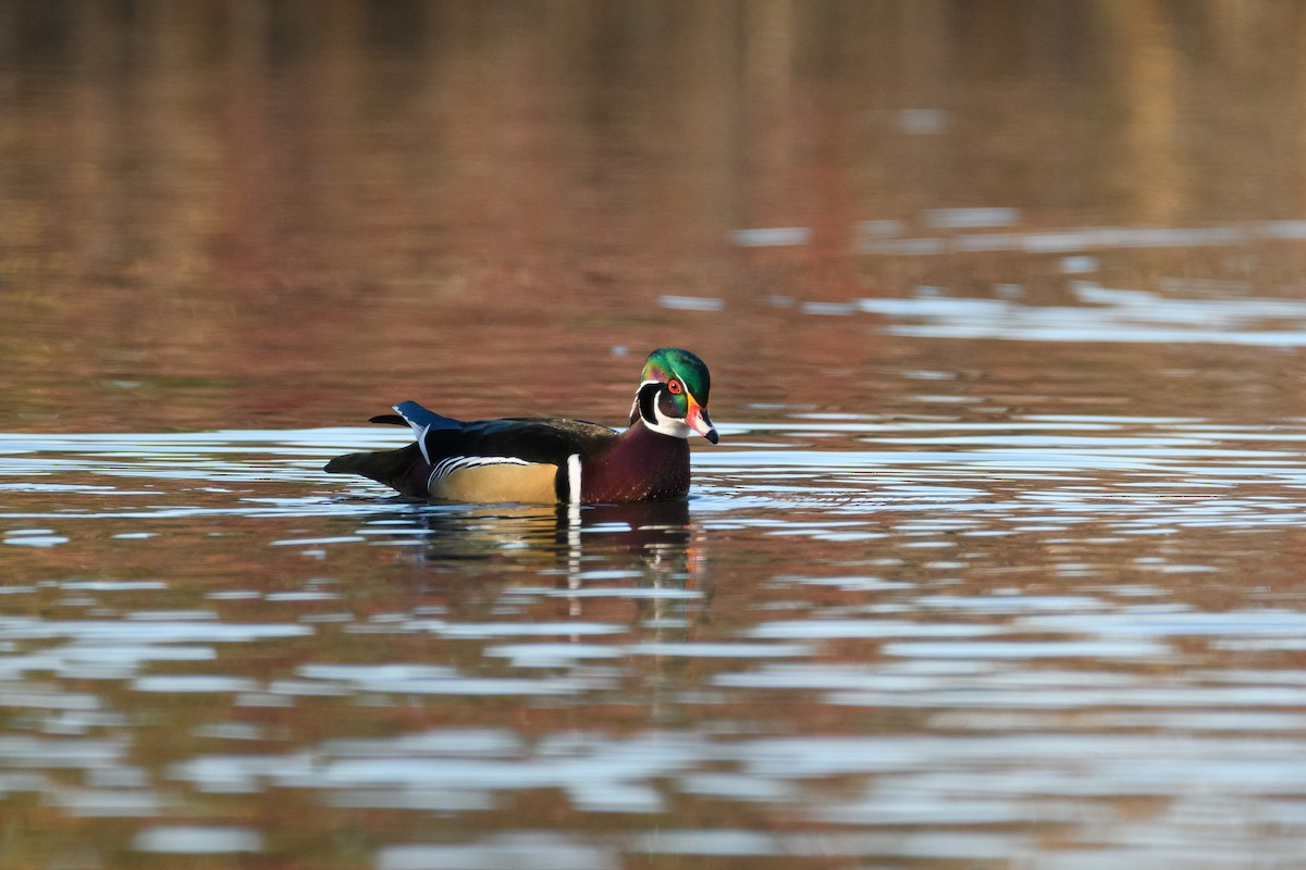 Canard branchu - ML646952464