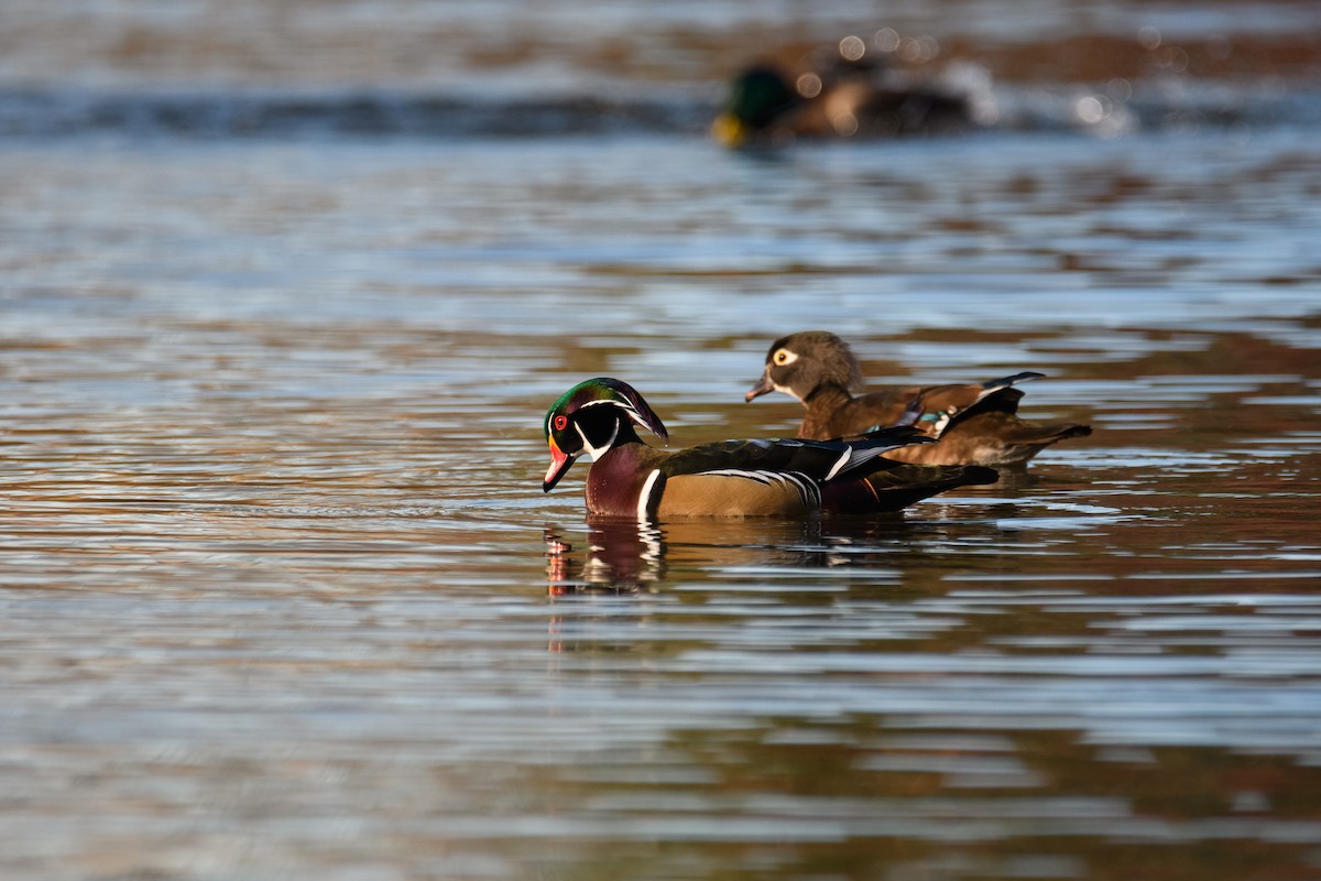 Canard branchu - ML646952465