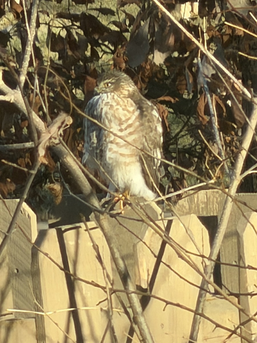 Cooper's Hawk - ML646952468