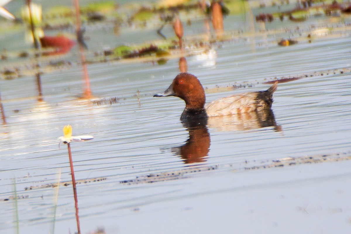 Common Pochard - ML646952470