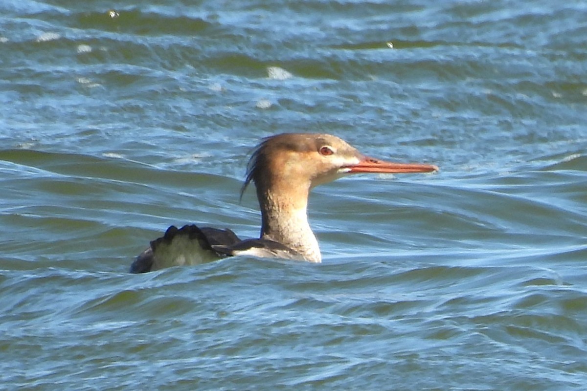 Serreta Mediana - ML646952475