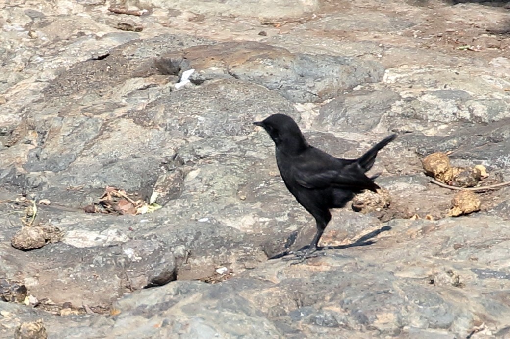 Rüppell's Chat - ML646952480