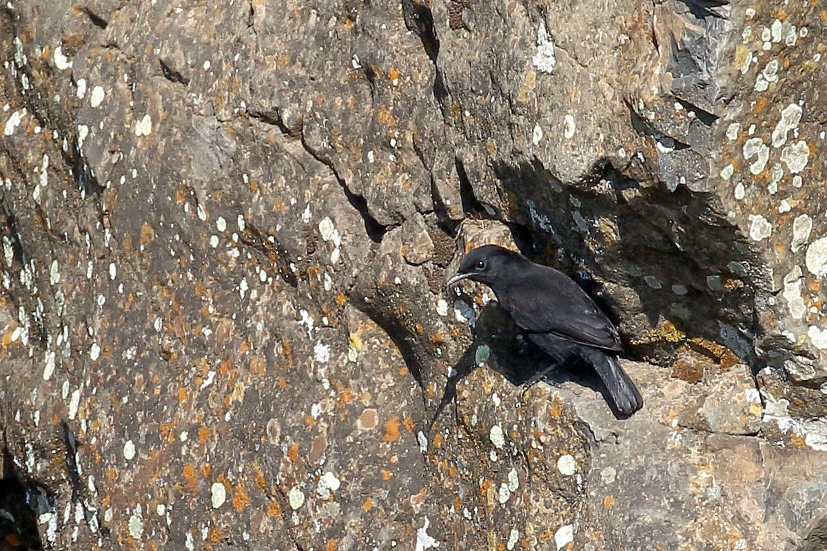 Rüppell's Chat - ML646952481