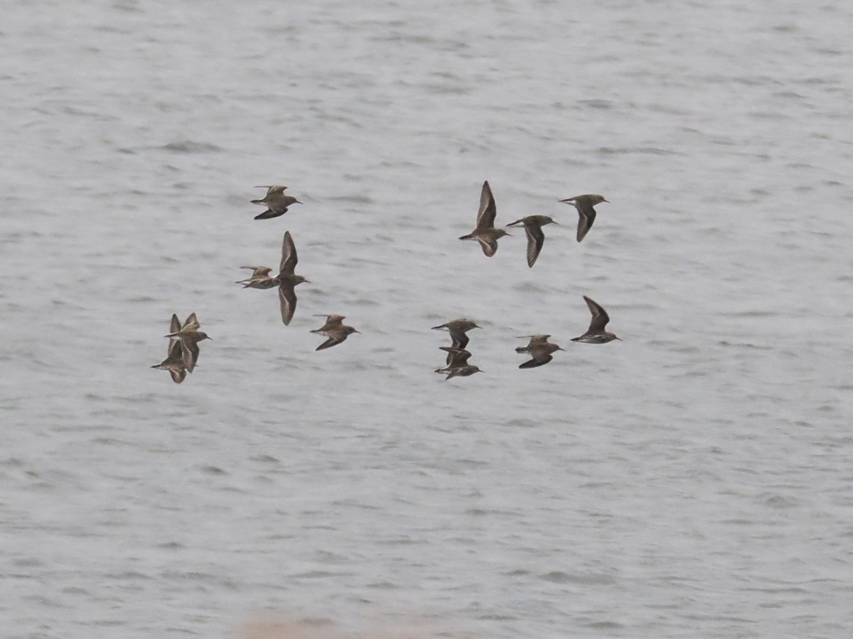 Txirri nanoa - ML646952482