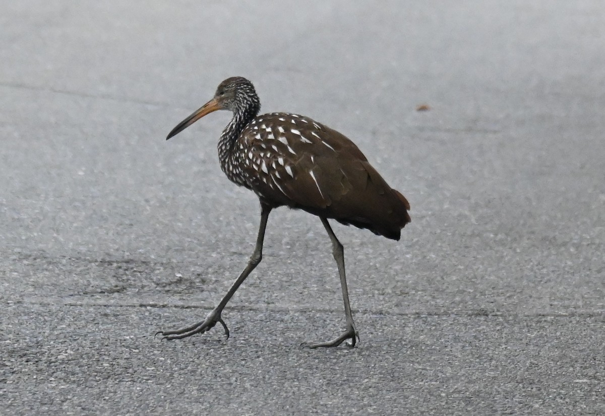 Limpkin - ML646952485