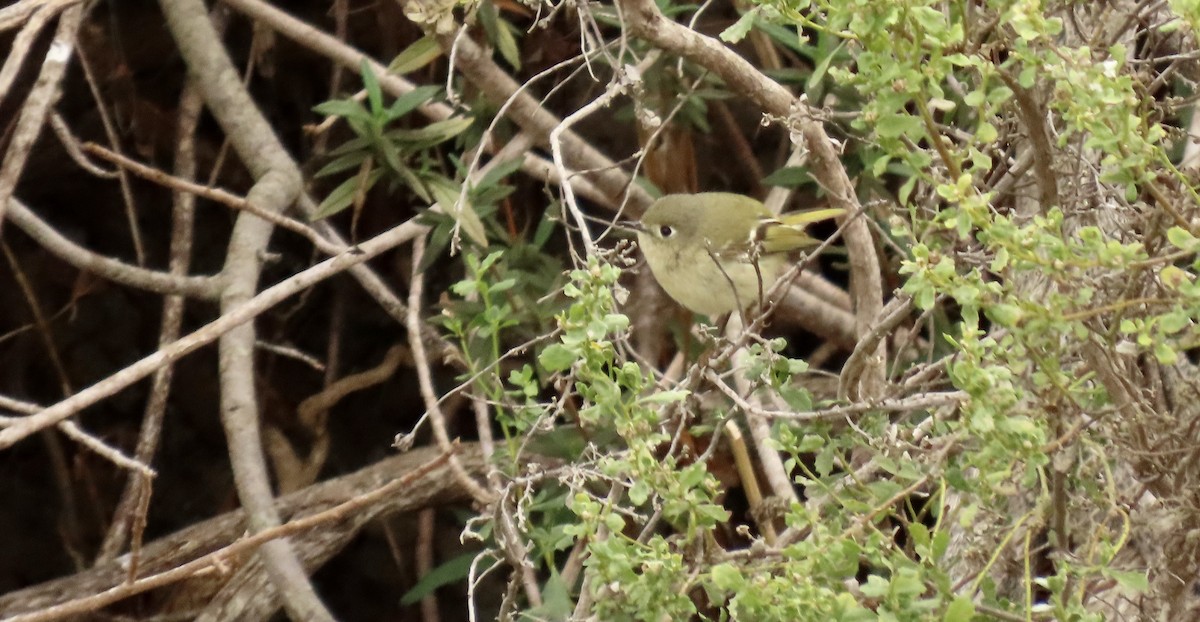 rubinfuglekonge - ML646952486