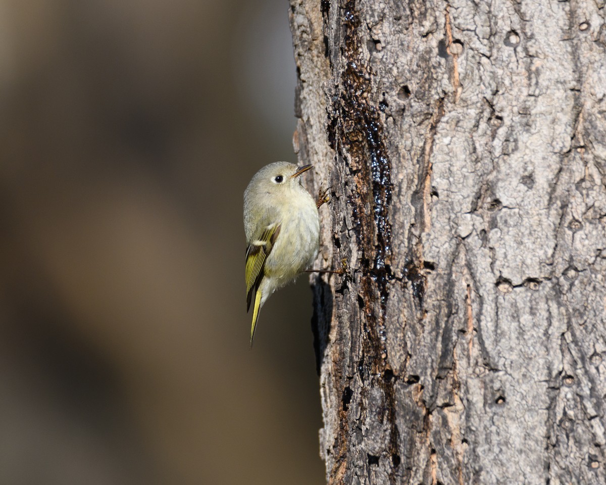 rubinfuglekonge - ML646952487