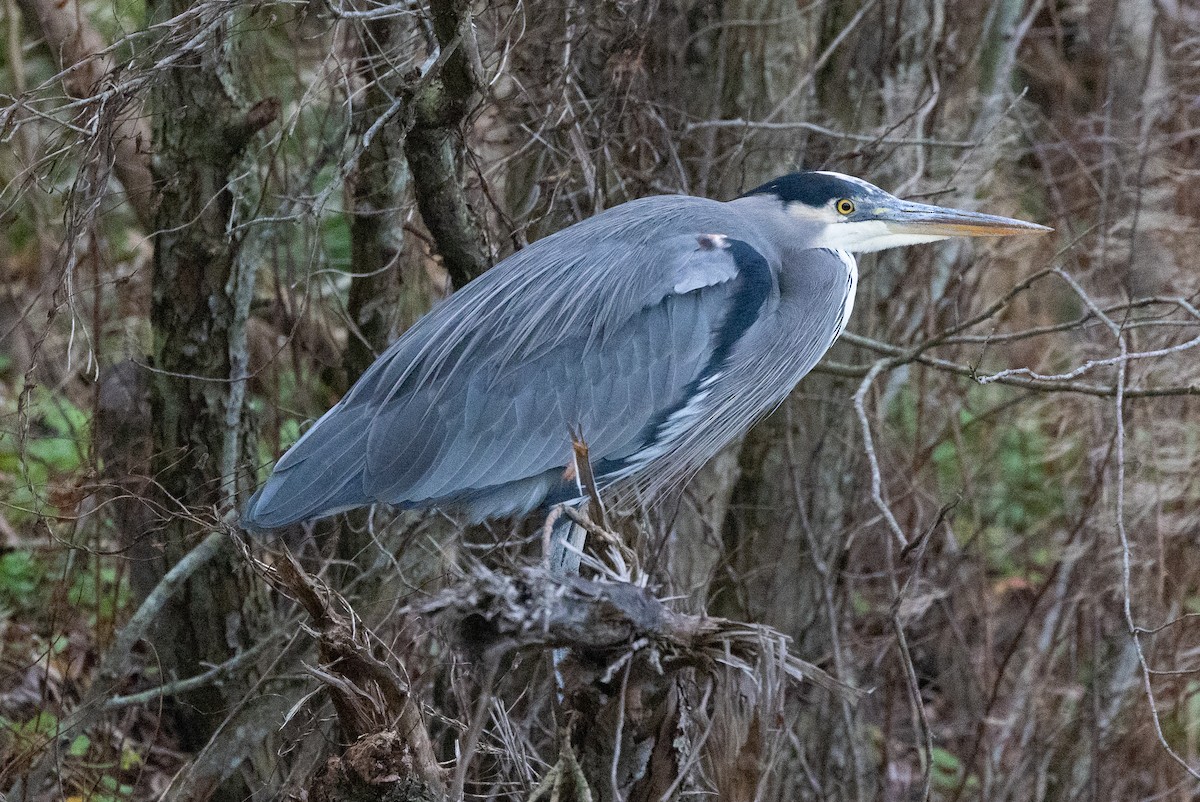 Great Blue Heron - ML646952494