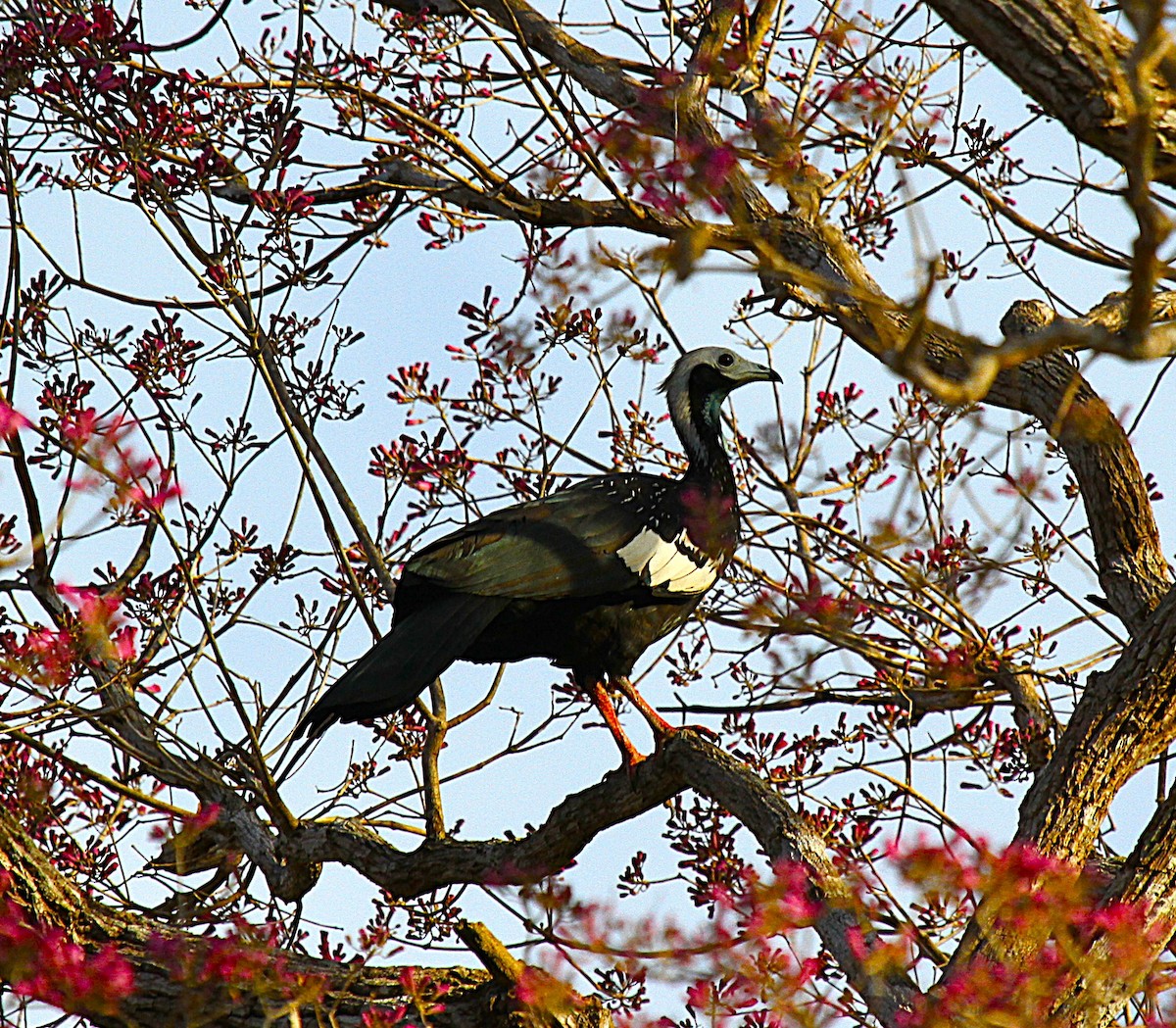 White-throated Piping-Guan - ML646952495