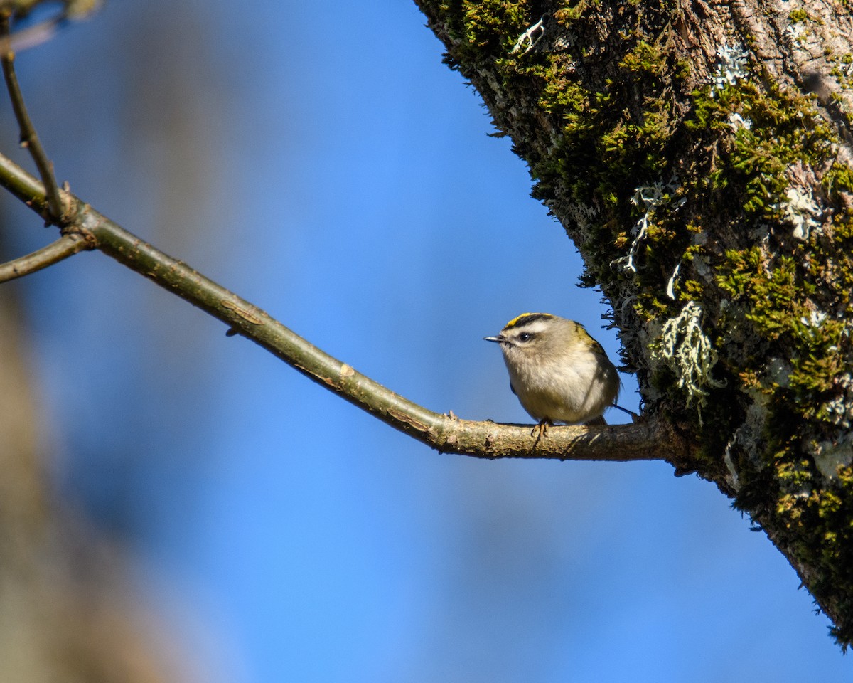 Erregetxo amerikarra - ML646952498