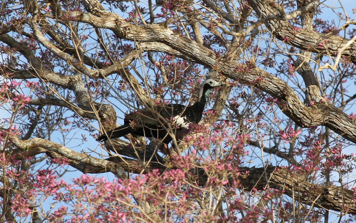 White-throated Piping-Guan - ML646952500