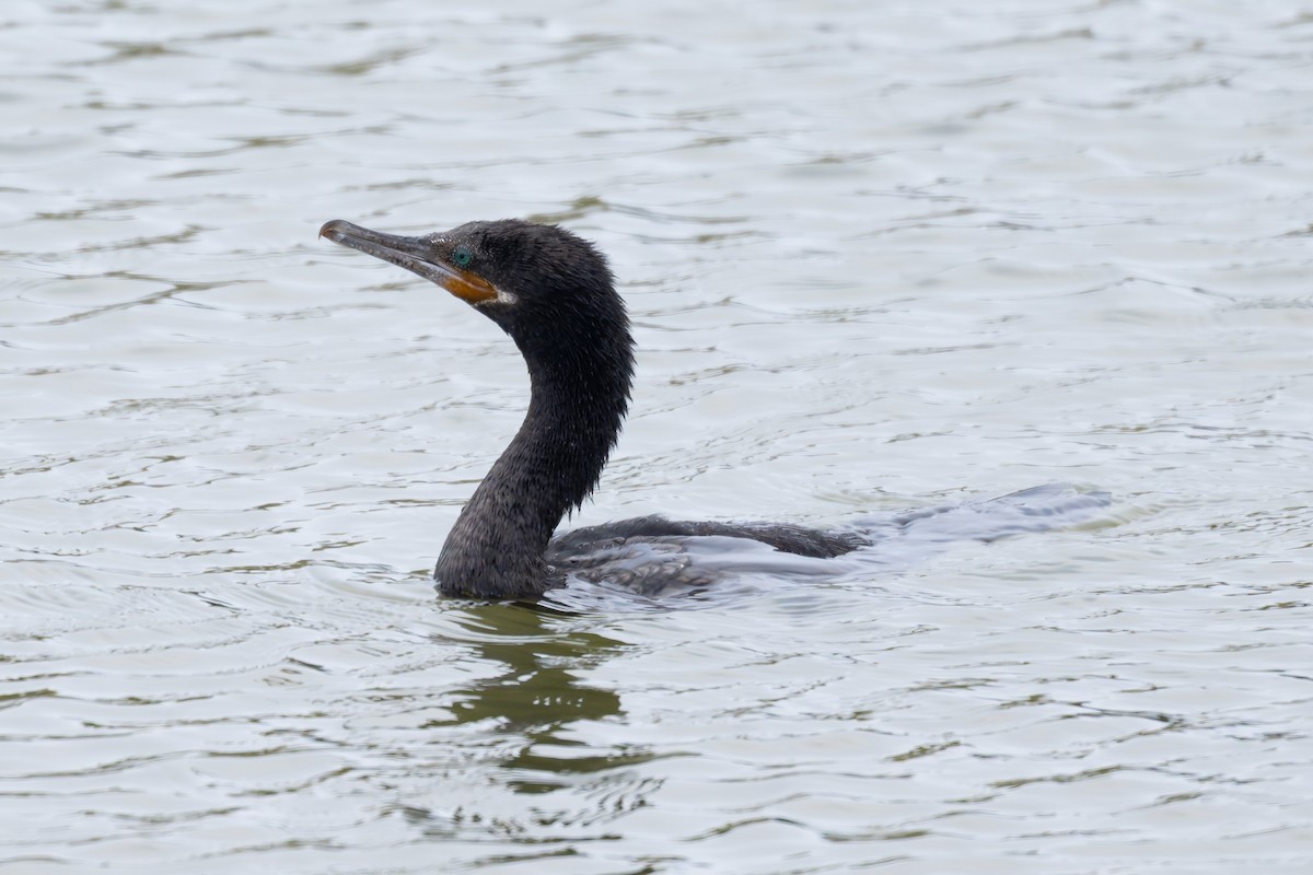 Cormorán Biguá - ML646952503
