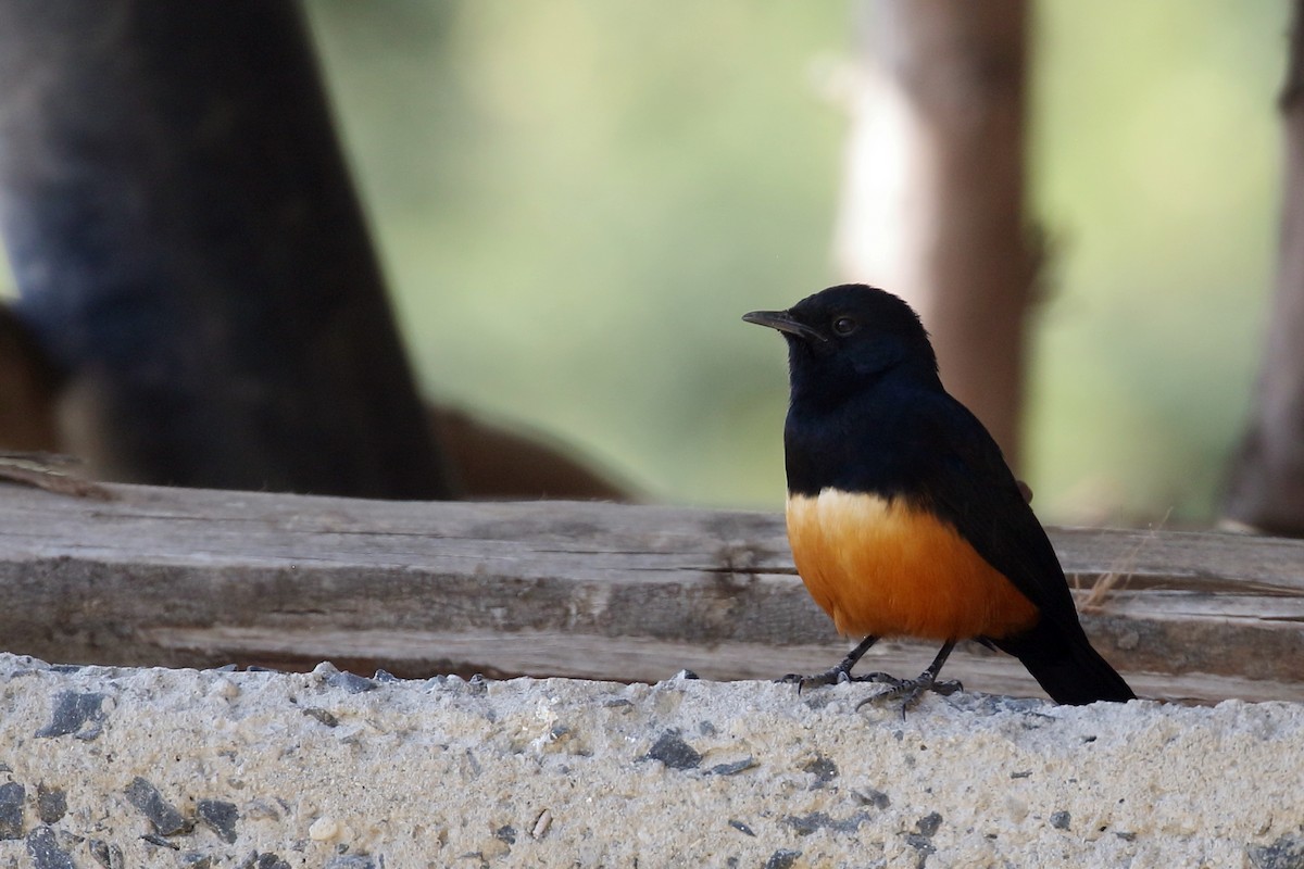 Mocking Cliff-Chat - ML646952507