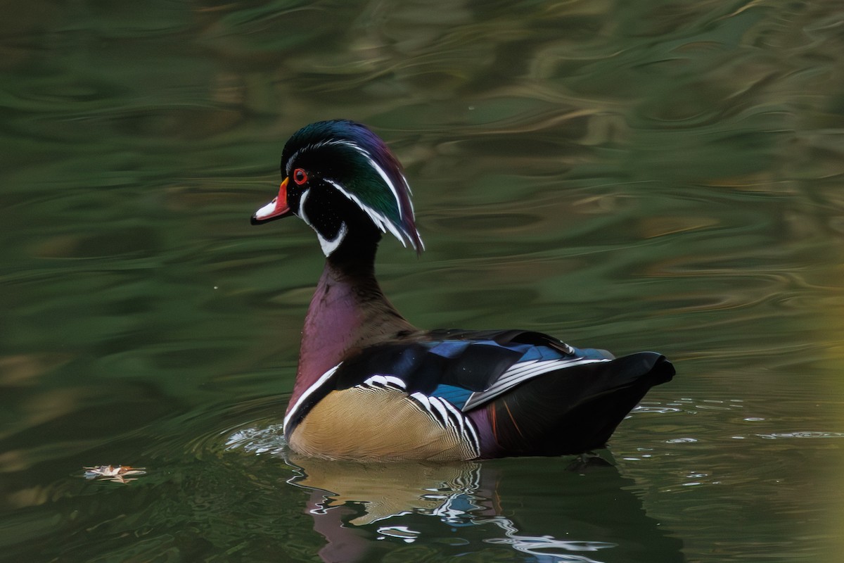 Canard branchu - ML646952508