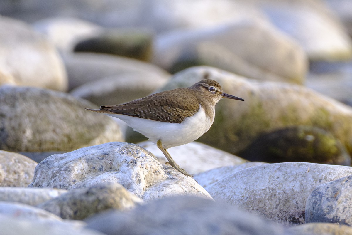 磯鷸 - ML646952510