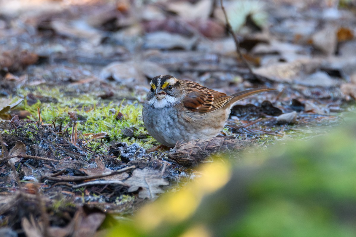 White-throated Sparrow - ML646952511