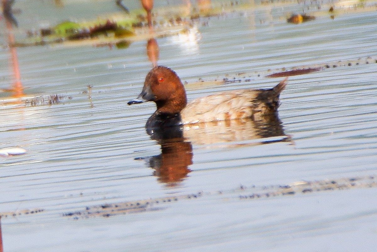Common Pochard - ML646952516