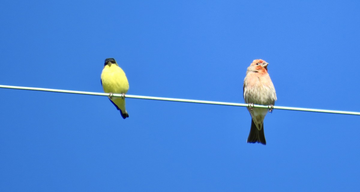 Roselin familier - ML646952518