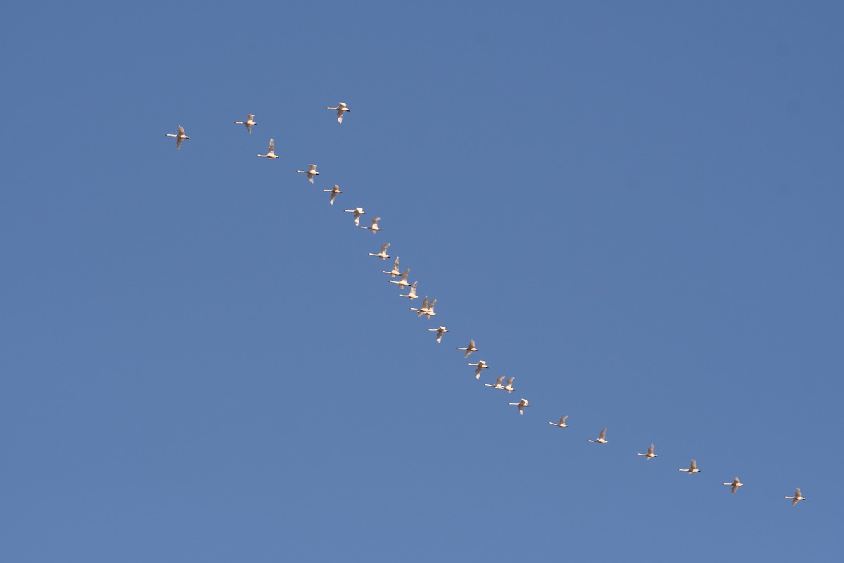 Beltxarga txistularia - ML646952524