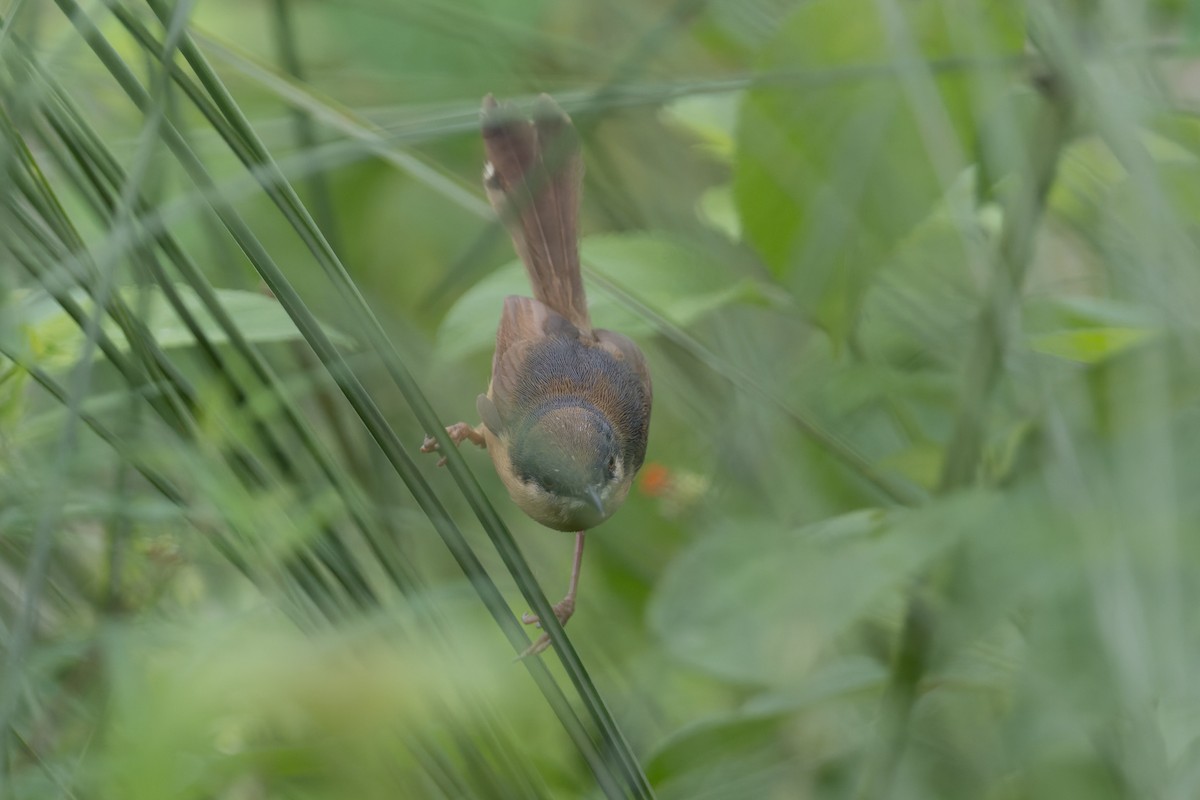 Rostbauchprinie - ML646952525