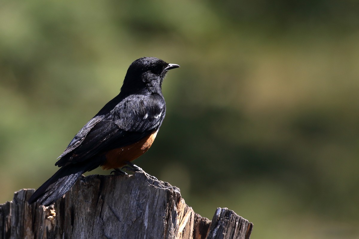 Mocking Cliff-Chat - ML646952526