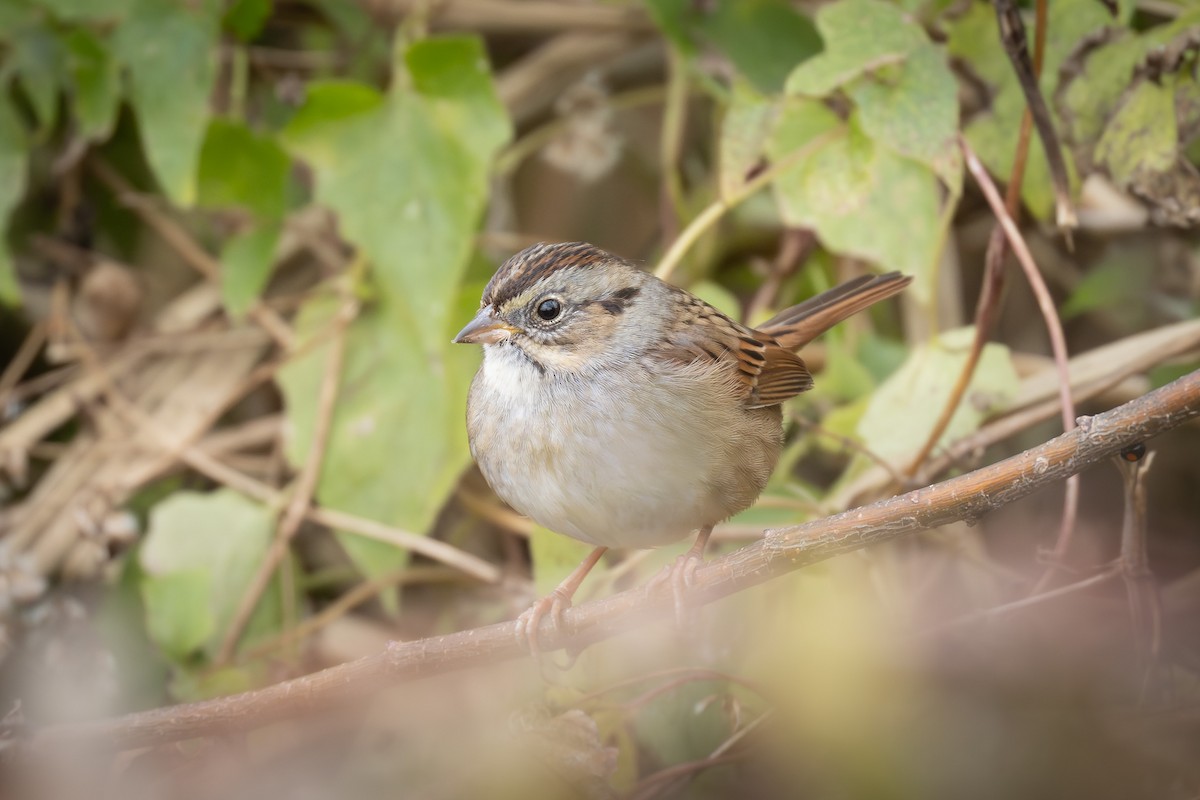 Chingolo Pantanero - ML646952527