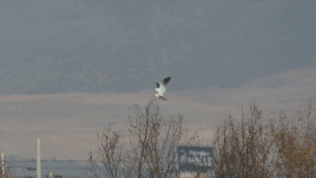 White-tailed Kite - ML646952533