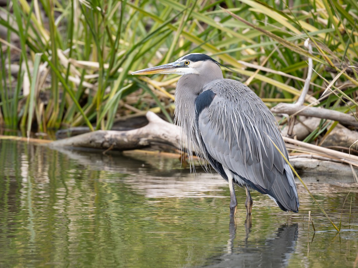 Garza Azulada - ML646952534