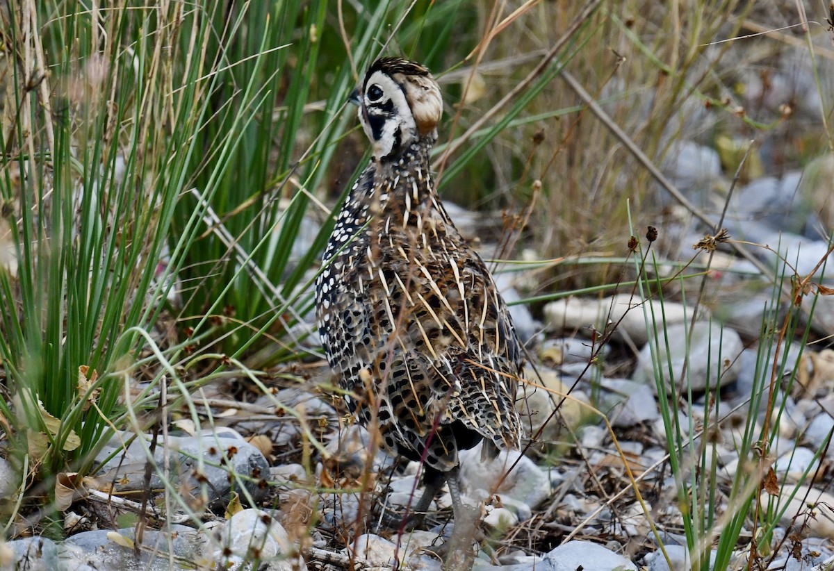 Montezuma Quail - ML646952538