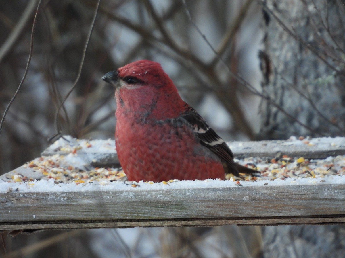 ギンザンマシコ - ML646952550