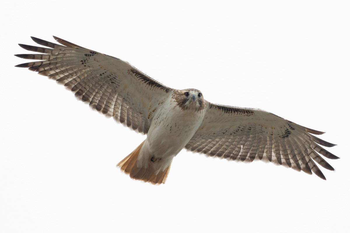 Busardo Colirrojo - ML646952551