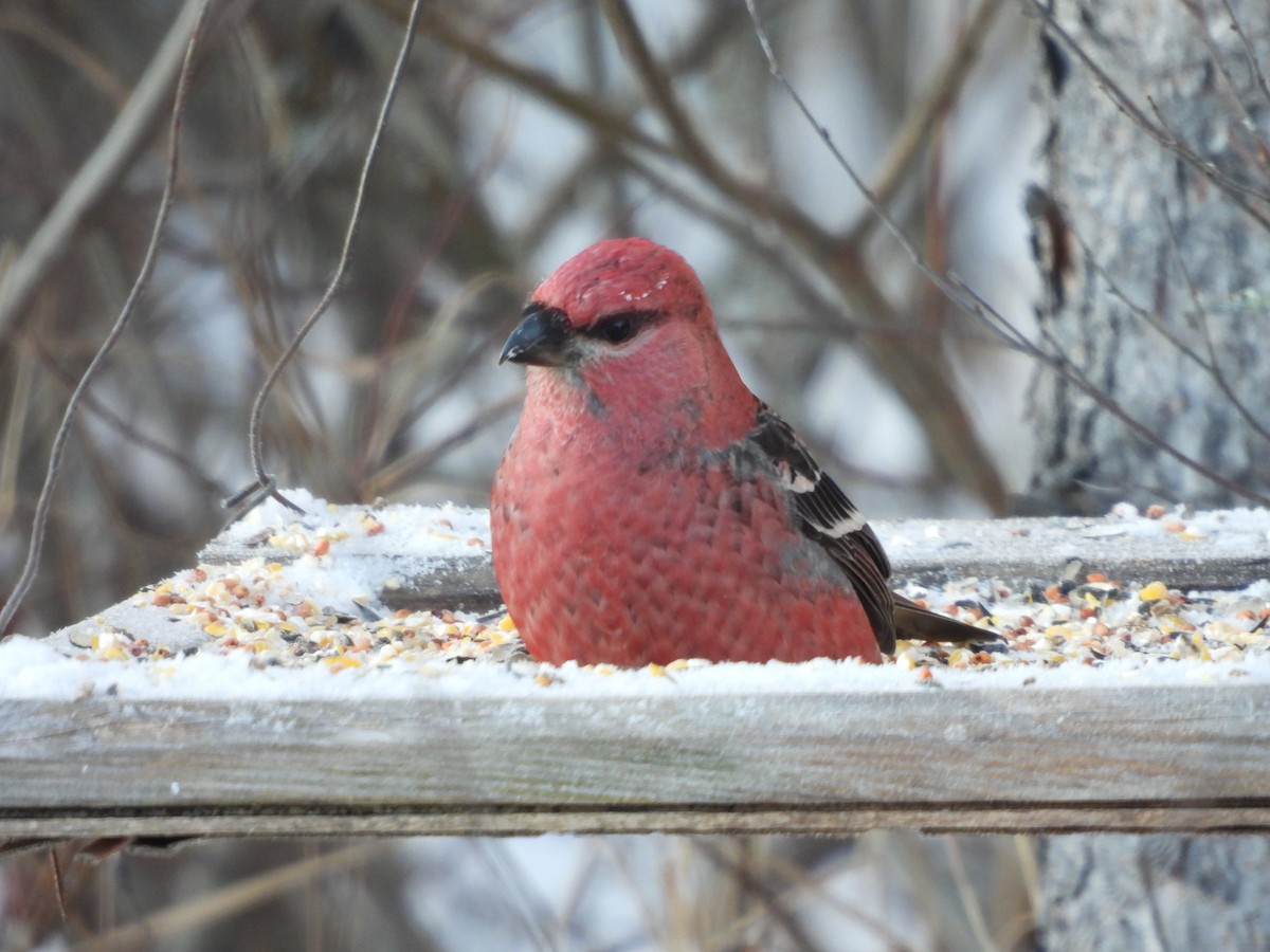 ギンザンマシコ - ML646952553