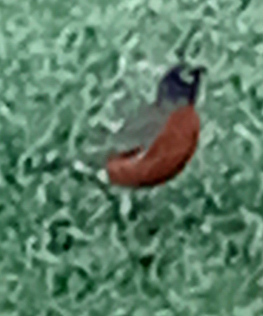 American Robin - ML646952554