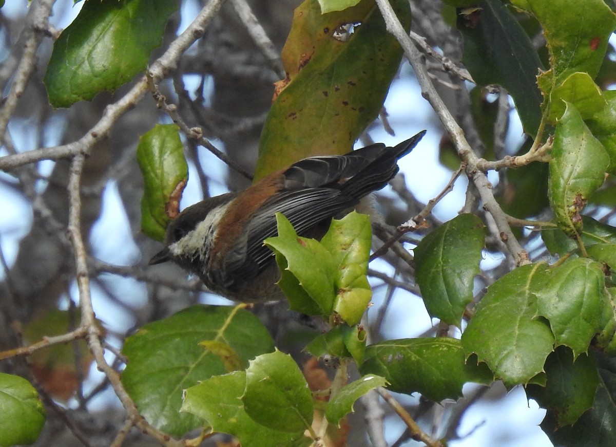 Chestnut-backed Chickadee - ML646952558