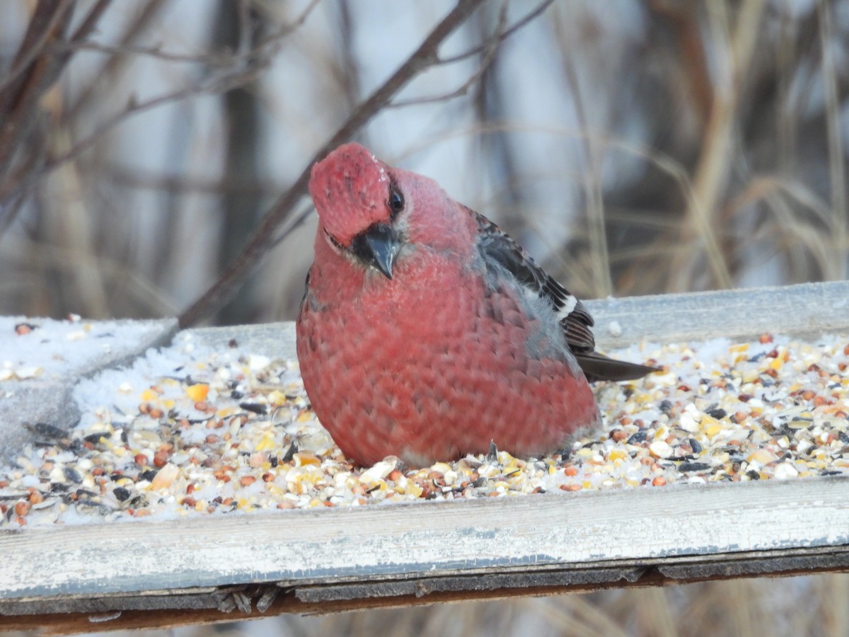 ギンザンマシコ - ML646952559