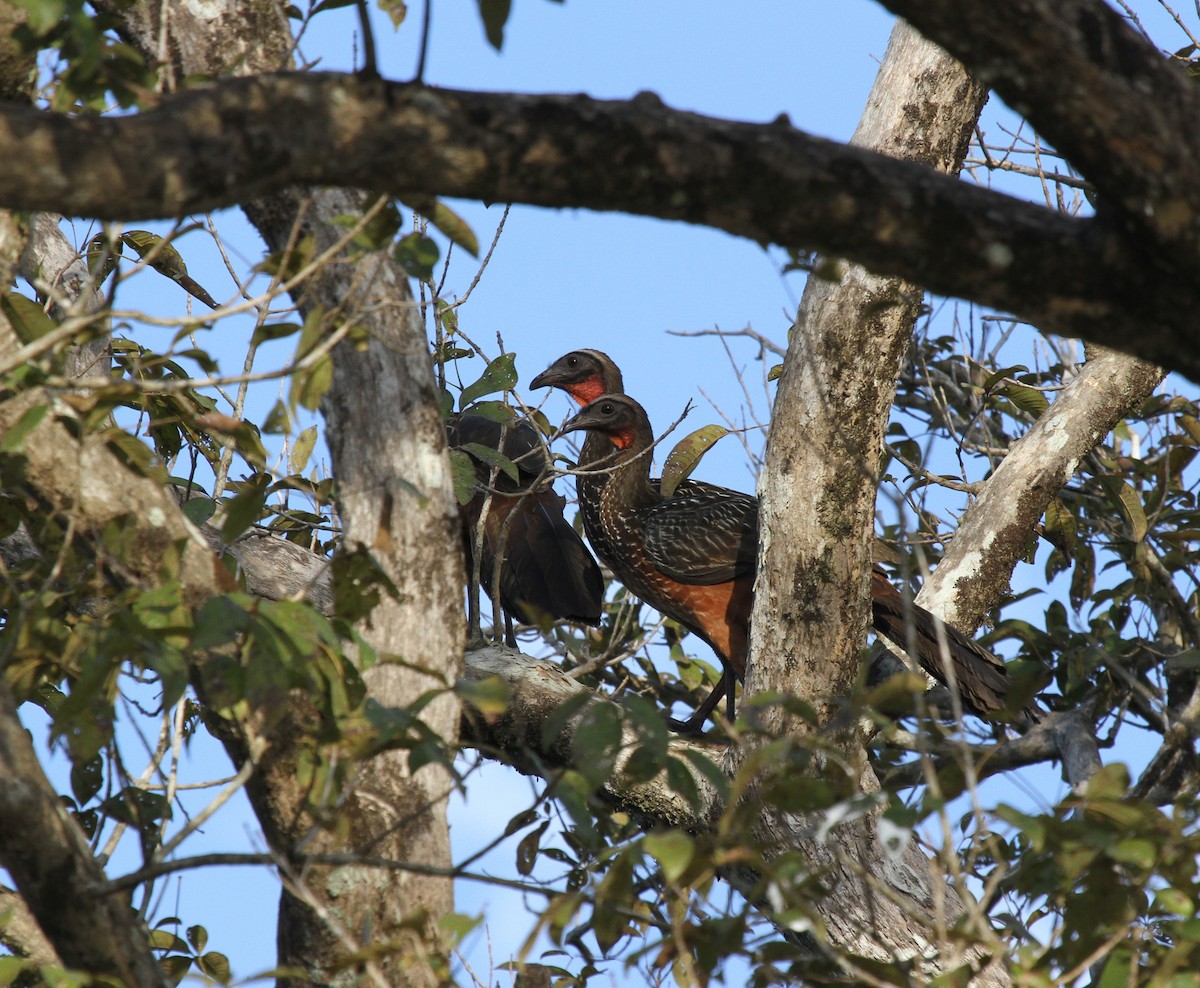 sumphokko - ML646952562